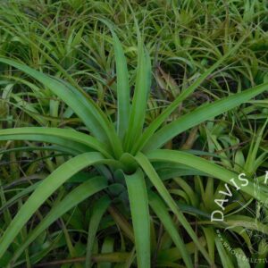 Tillandsia elongata