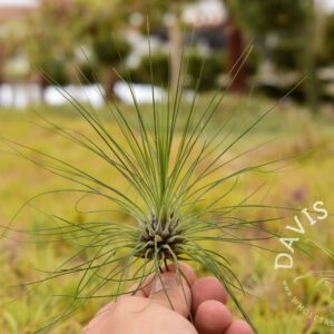 Tillandsia filifolia
