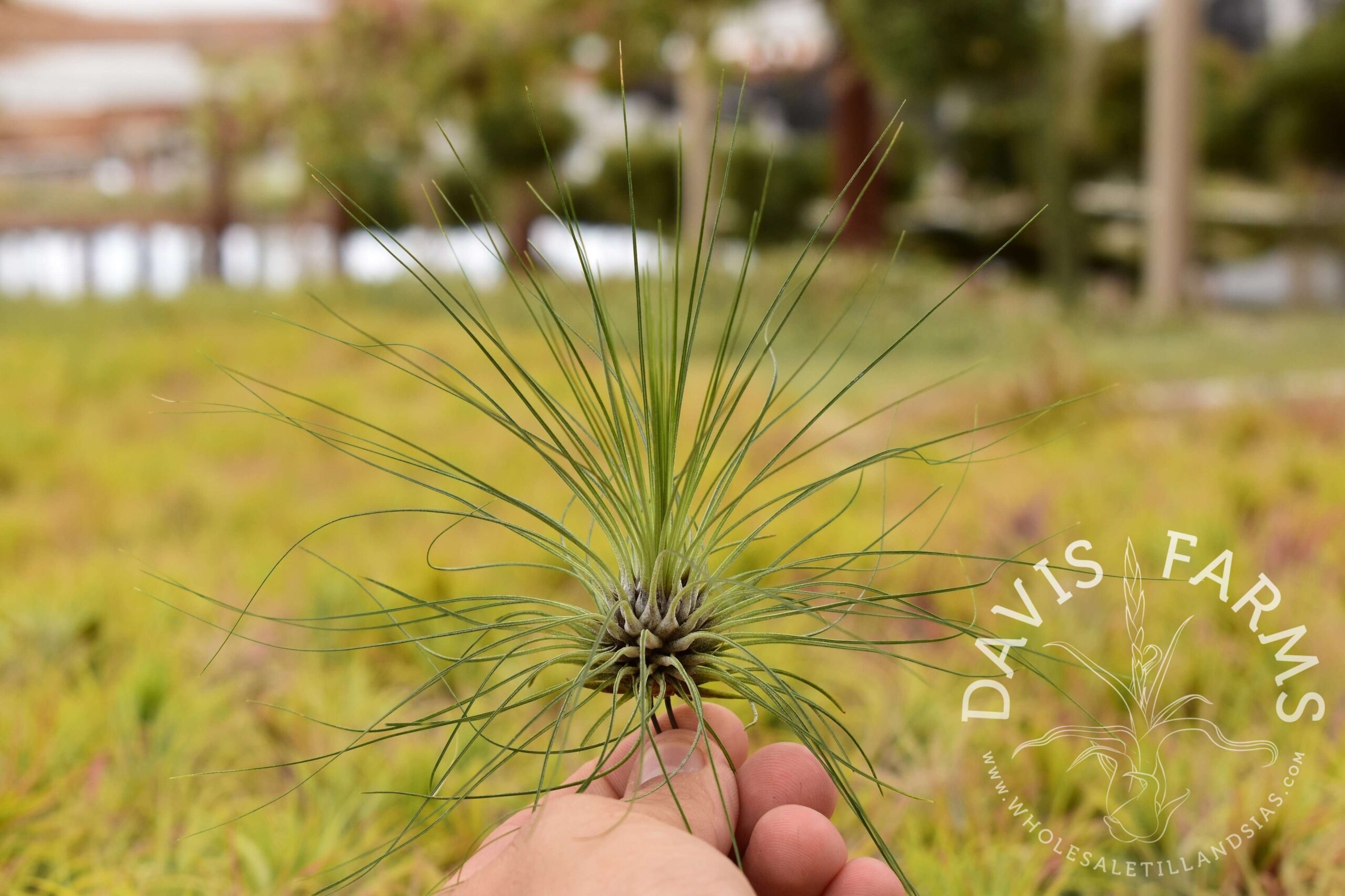 Tillandsia filifolia