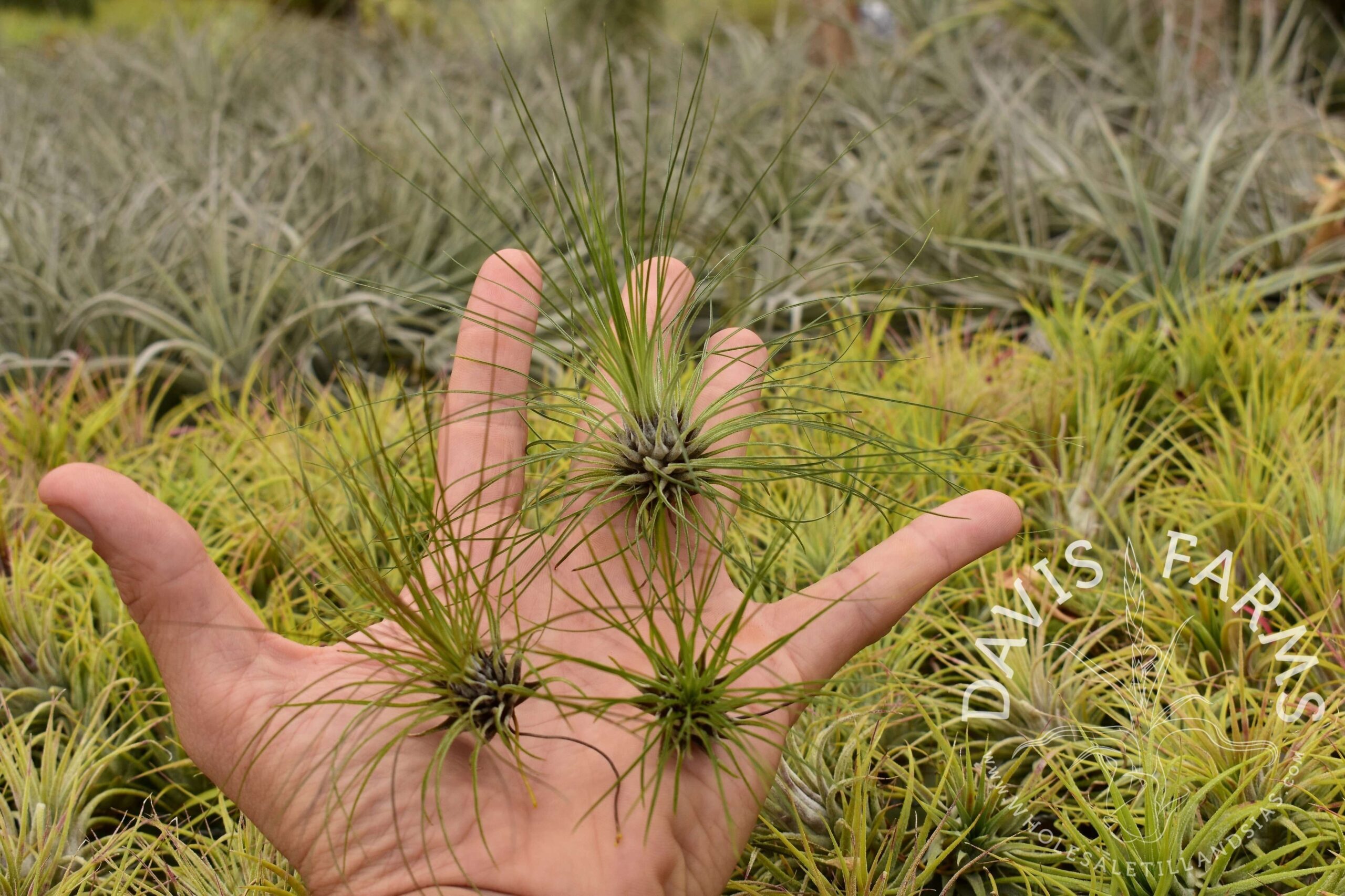 Tillandsia filifolia