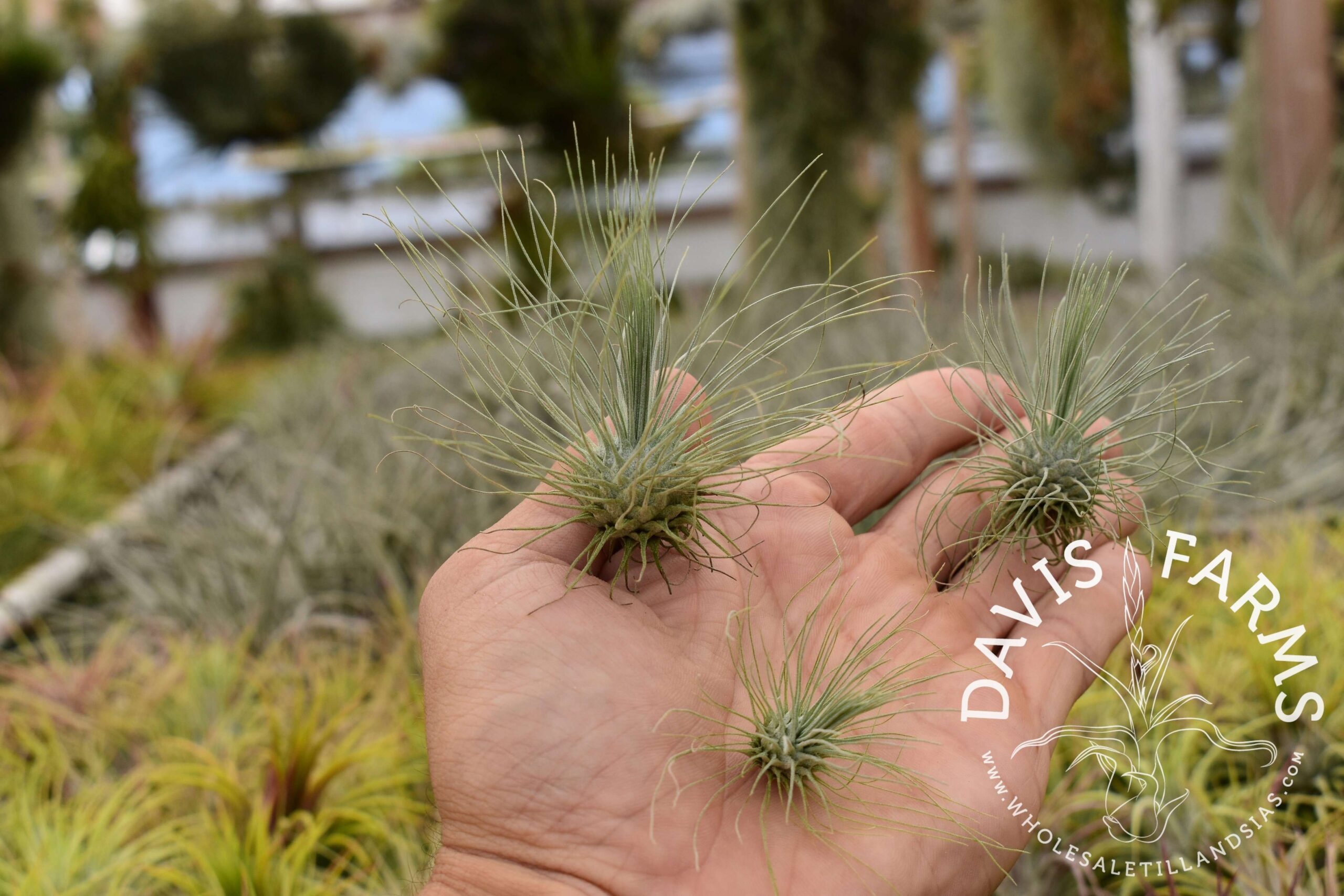 Tillandsia fuchsii var. gracilis