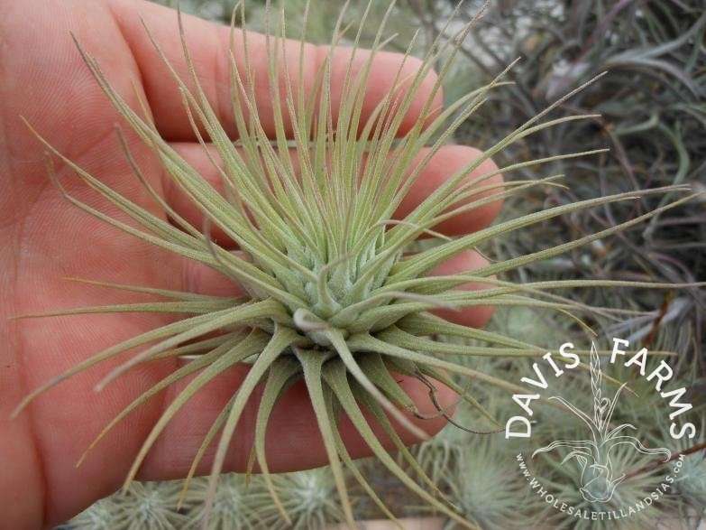 Tillandsia fuchsii var. fuchsii (Mexico)