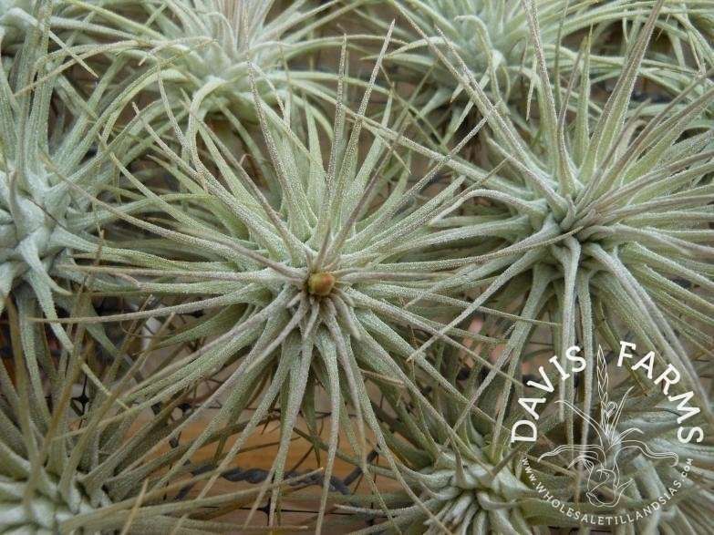 Tillandsia fuchsii var. fuchsii (Mexico)