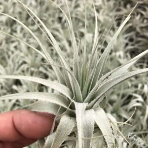Tillandsia gardneri v. rupicola