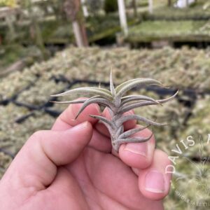 Tillandsia gilliesii minor Peru