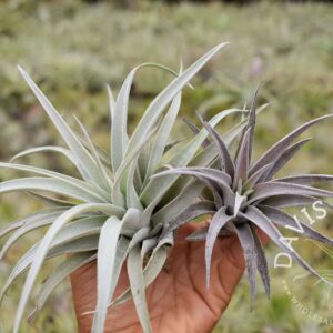 Tillandsia harrisii