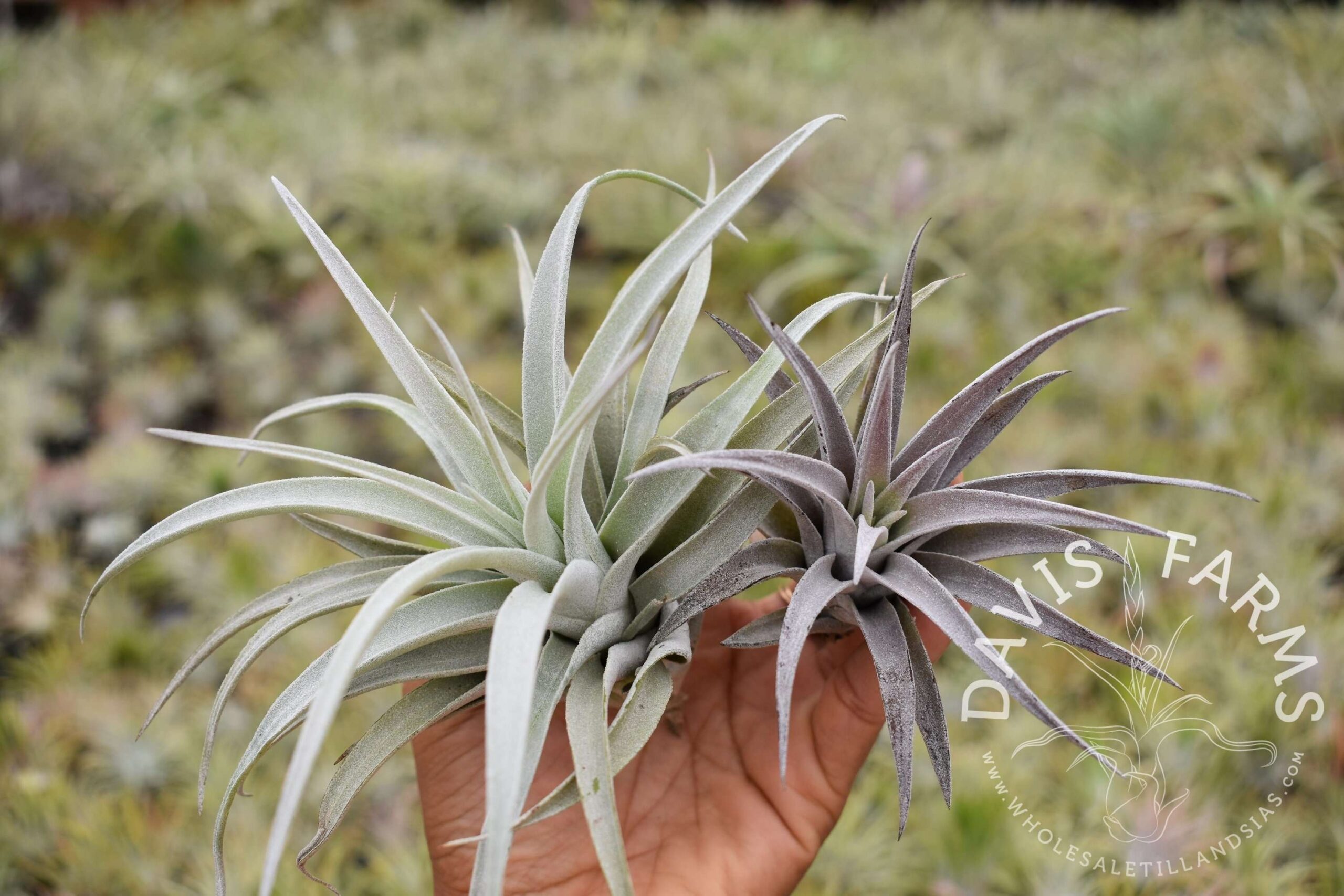 Tillandsia harrisii