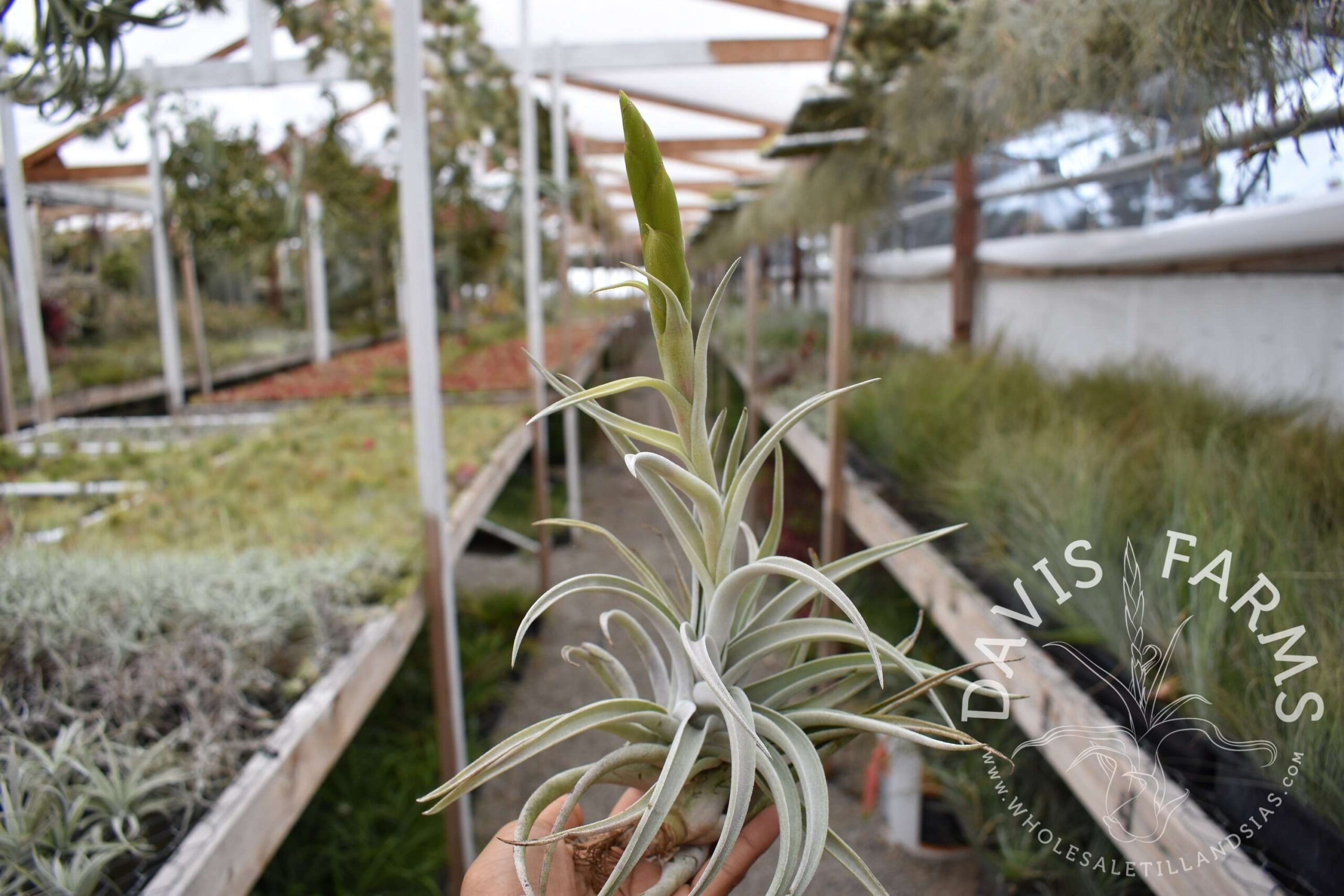 Tillandsia harrisii