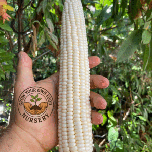 Open Pollinated, Heirloom White Corn, Semilla de Elote Blanco Precoz 50 Non GMO Seeds