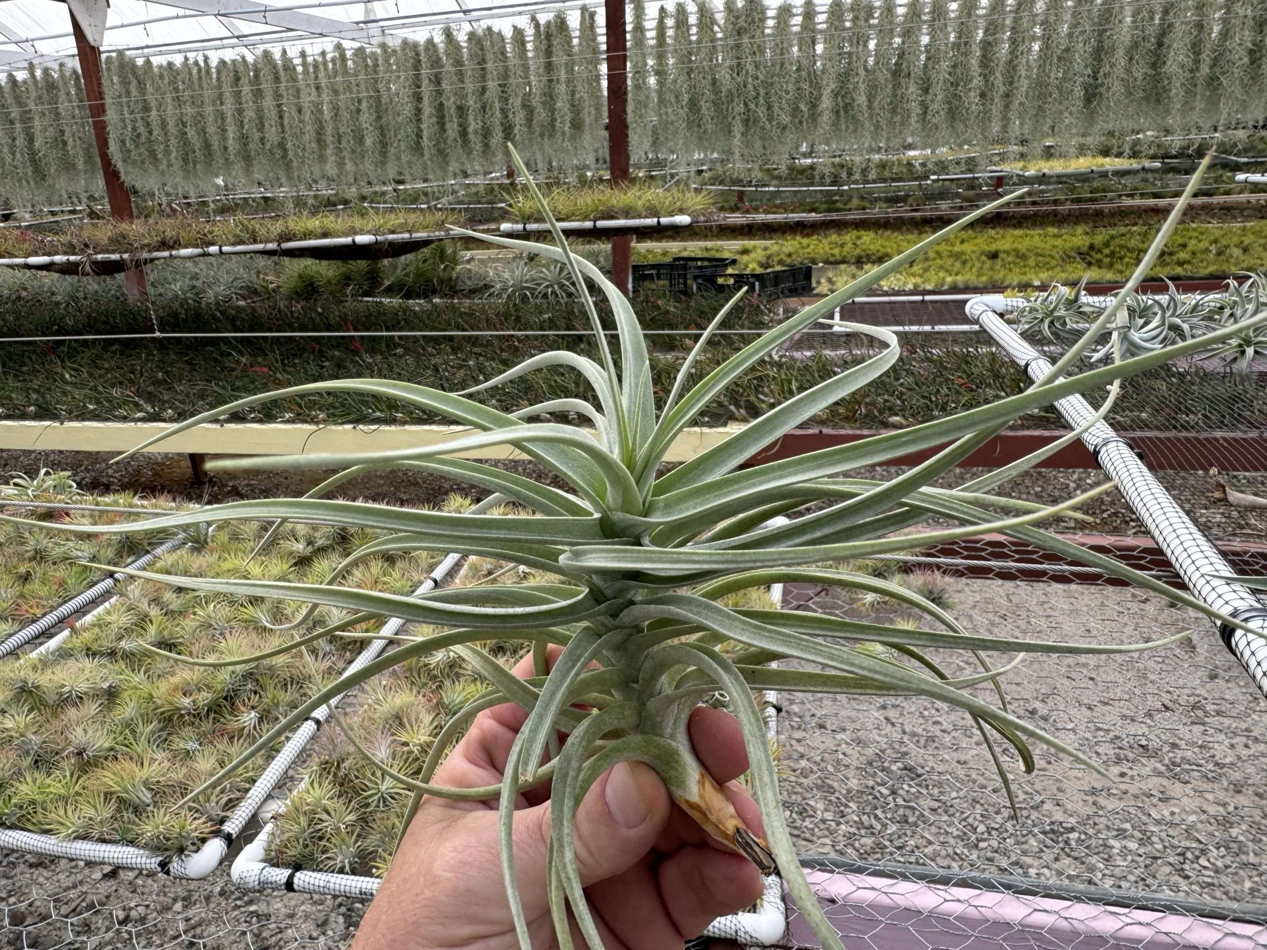 Tillandsia 'Kashkin'