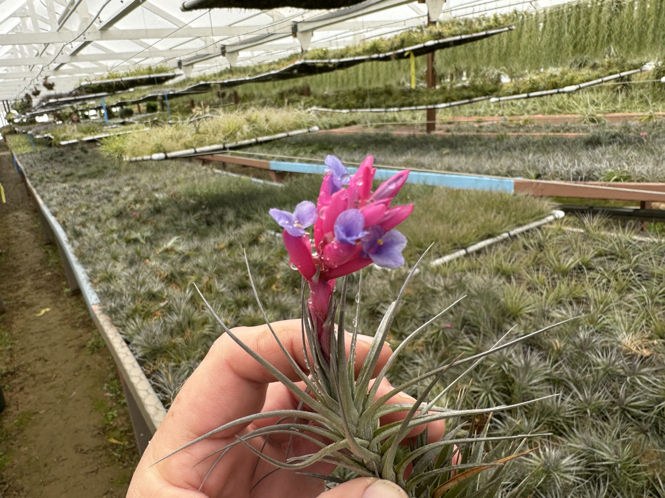 Tillandsia araujei purple star