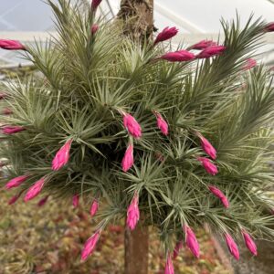 Tillandsia araujei purple star