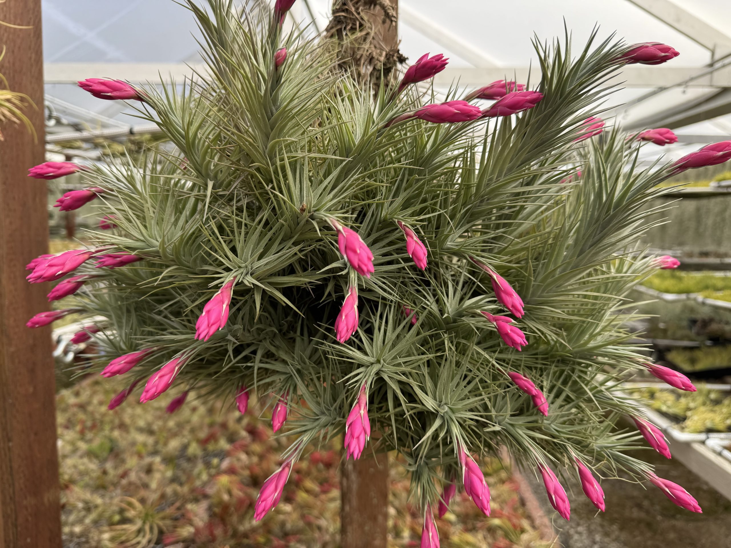 Tillandsia araujei purple star