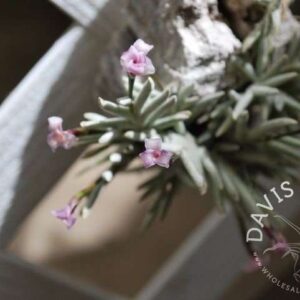 Tillandsia capillaris Rose Flower