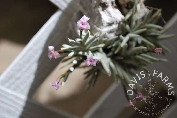 Tillandsia capillaris Rose Flower