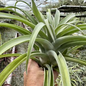 Tillandsia gordito (streptophylla x capitata yellow)
