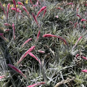 Tillandsia Ed Doherty - aeranthos x leonamiana