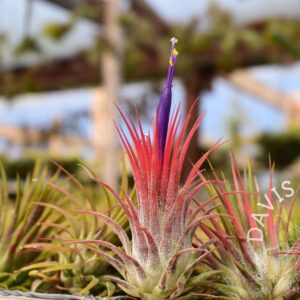 Tillandsia ionantha ionantha AKA ionantha Guatemala