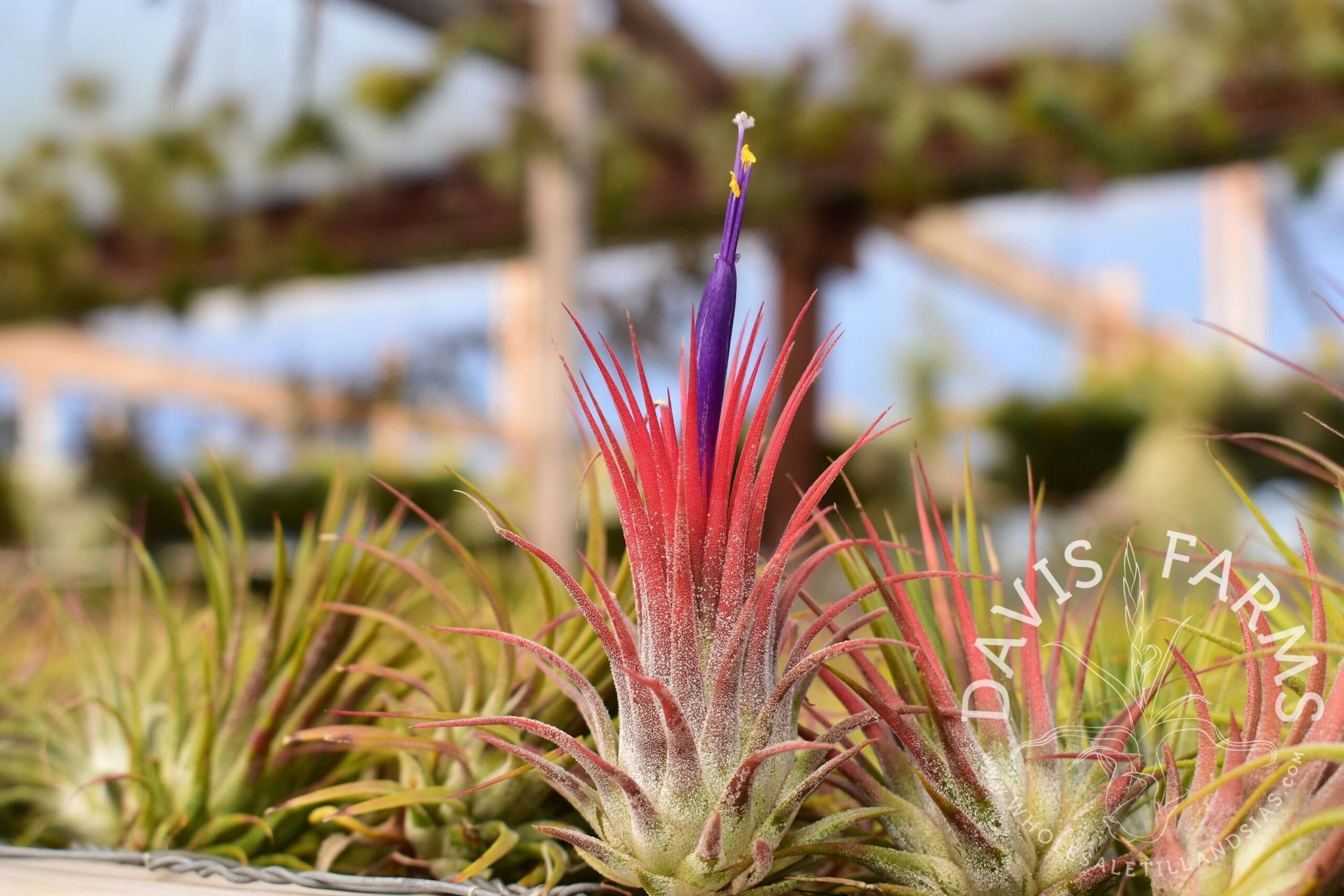 Tillandsia ionantha ionantha AKA ionantha Guatemala