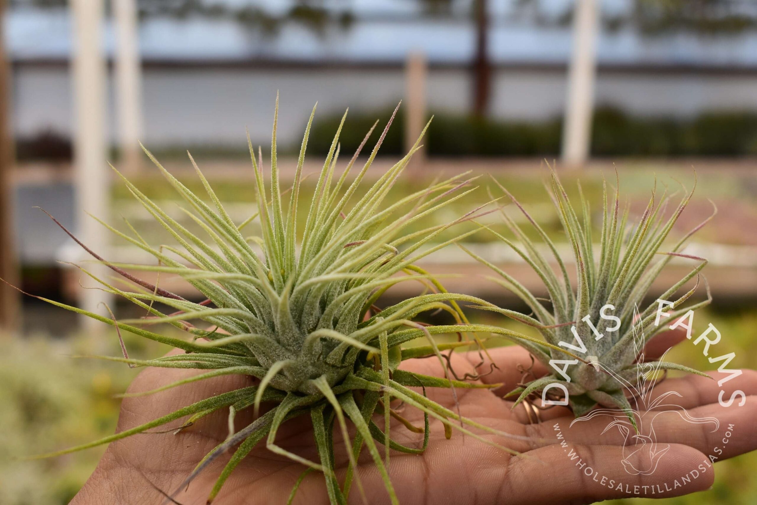 Tillandsia ionantha ionantha AKA ionantha Guatemala