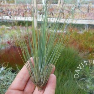 Tillandsia juncea x (hybrid)
