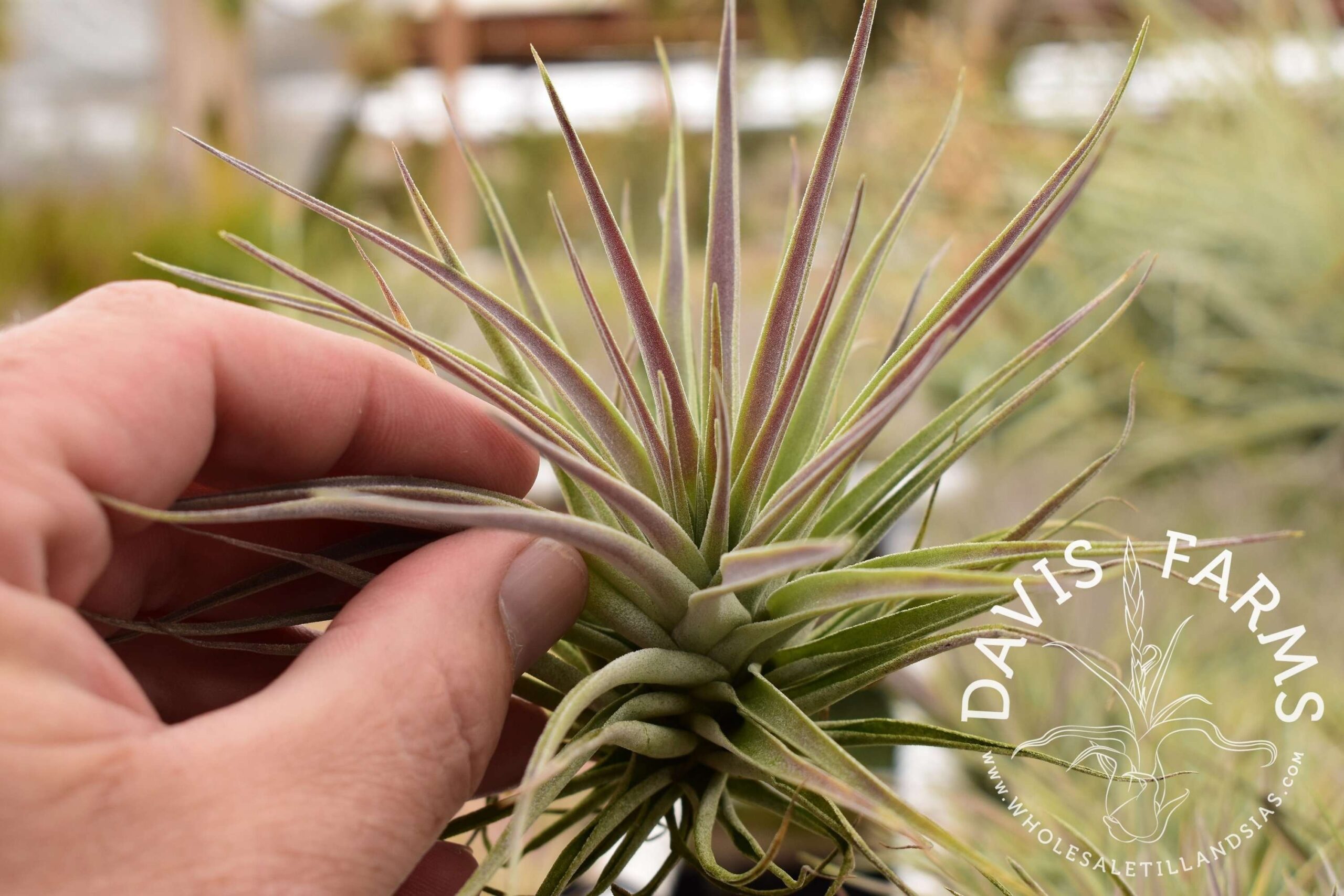 Tillandsia kammii