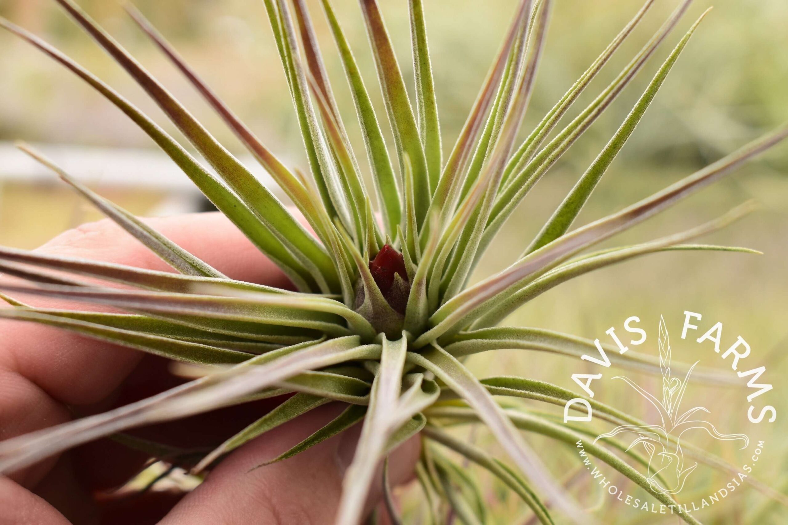 Tillandsia kammii