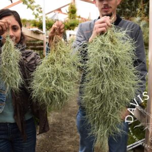 Tillandsia kimberly (recurvata x usneoides)