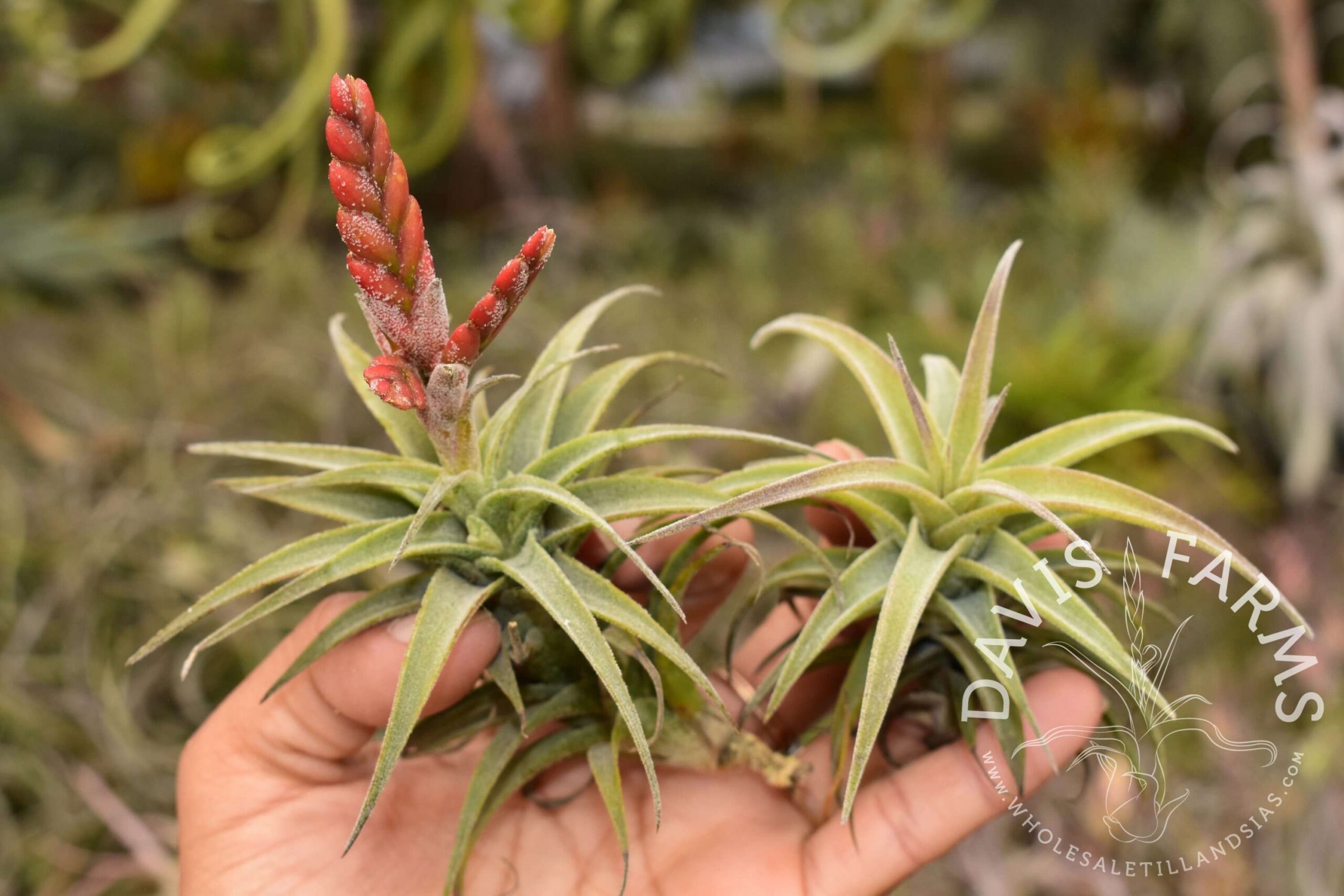 Tillandsia latifolia dwarf (red flower)