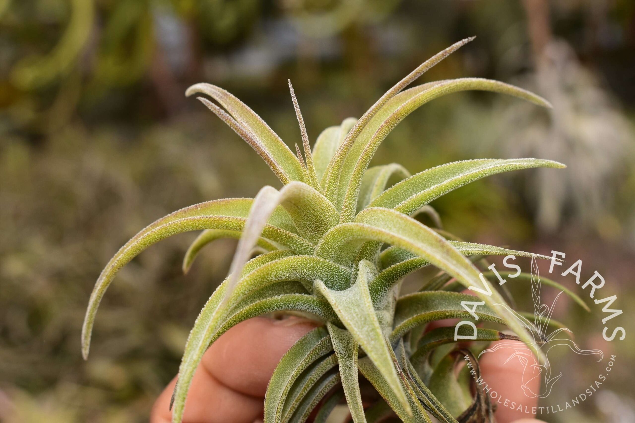 Tillandsia latifolia dwarf (red flower)
