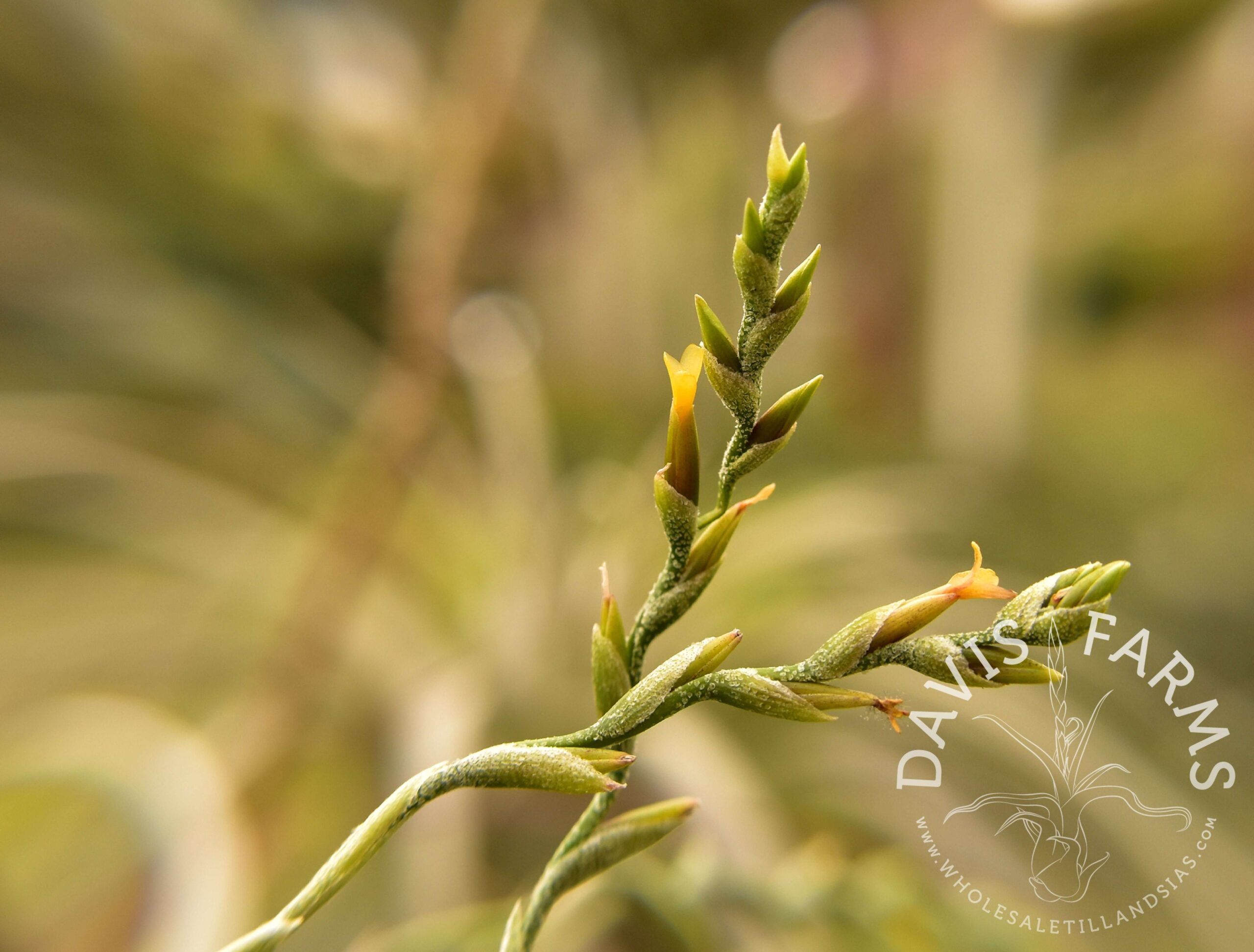 Tillandsia loliacea