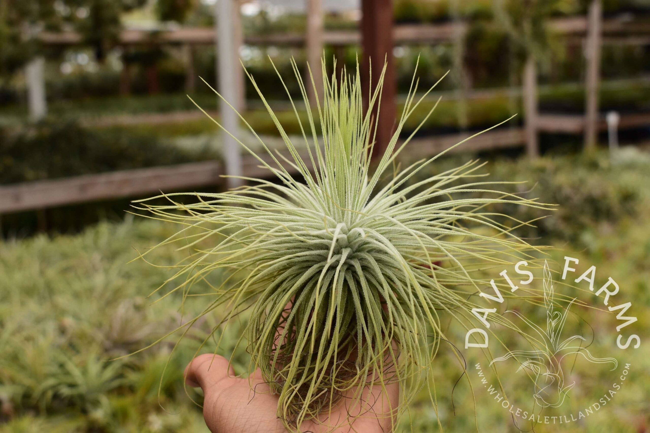 Tillandsia magnusiana