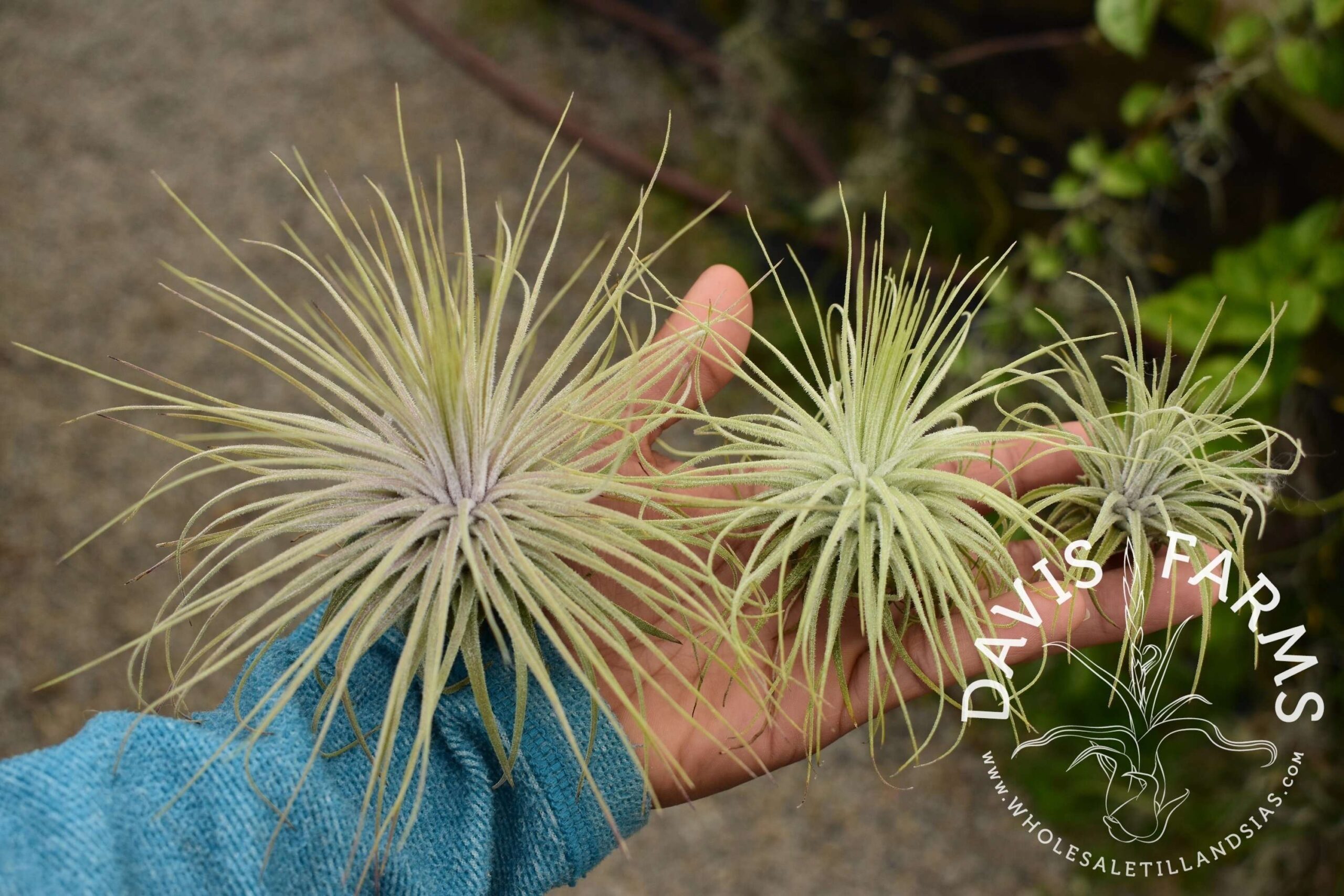 Tillandsia magnusiana