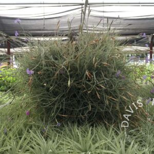 Tillandsia mallemontii clump