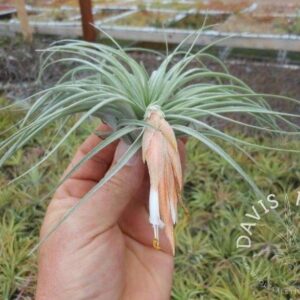 Tillandsia matudae