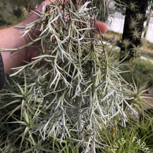 Tillandsia mollis