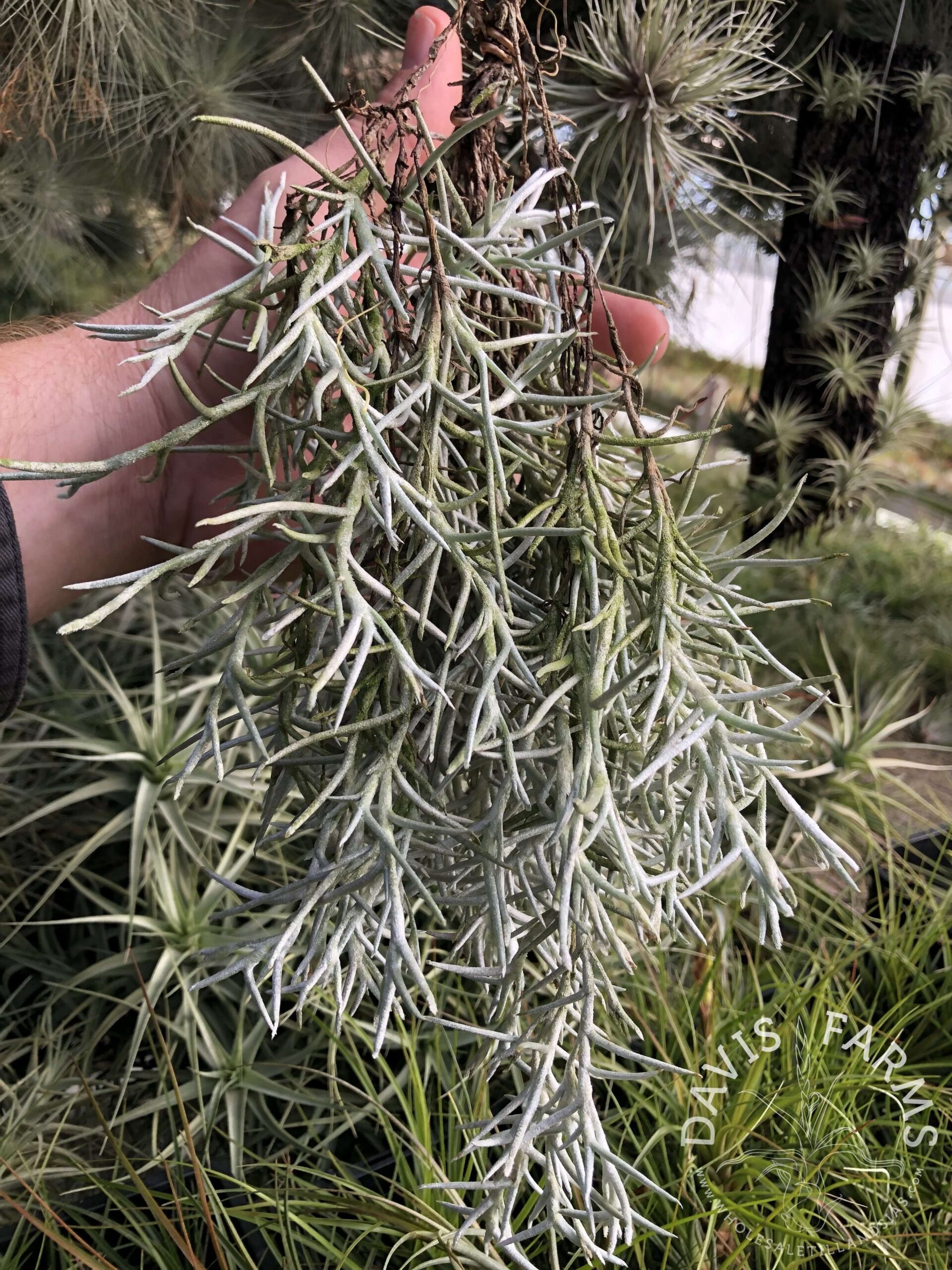 Tillandsia mollis