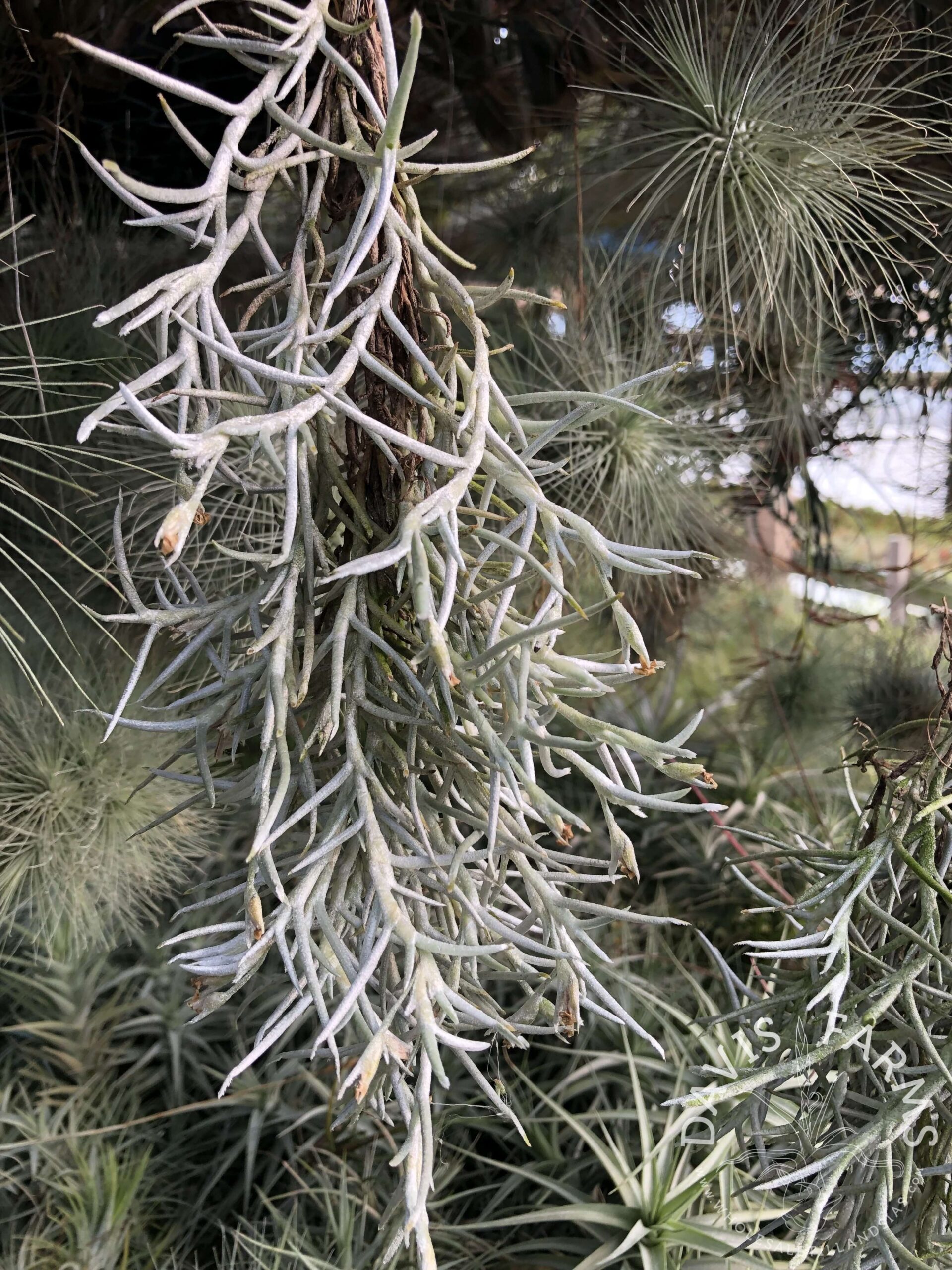Tillandsia mollis