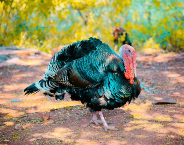 history of Thanksgiving