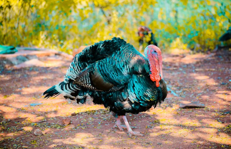 history of Thanksgiving