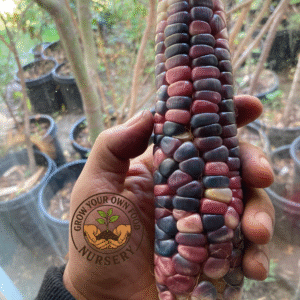 Open Pollinated,Heirloom Hominy Corn, Semilla de Elote Pozolero 50 Non GMO Seeds