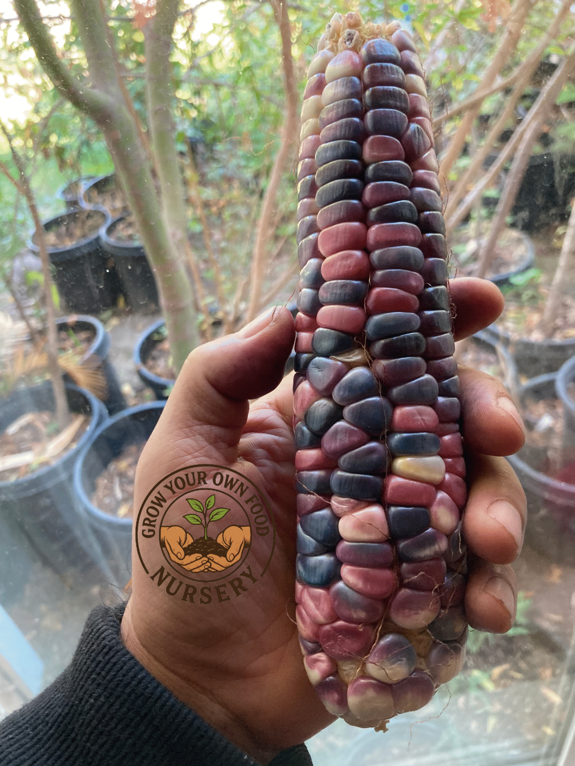 Open Pollinated,Heirloom Hominy Corn, Semilla de Elote Pozolero 50 Non GMO Seeds