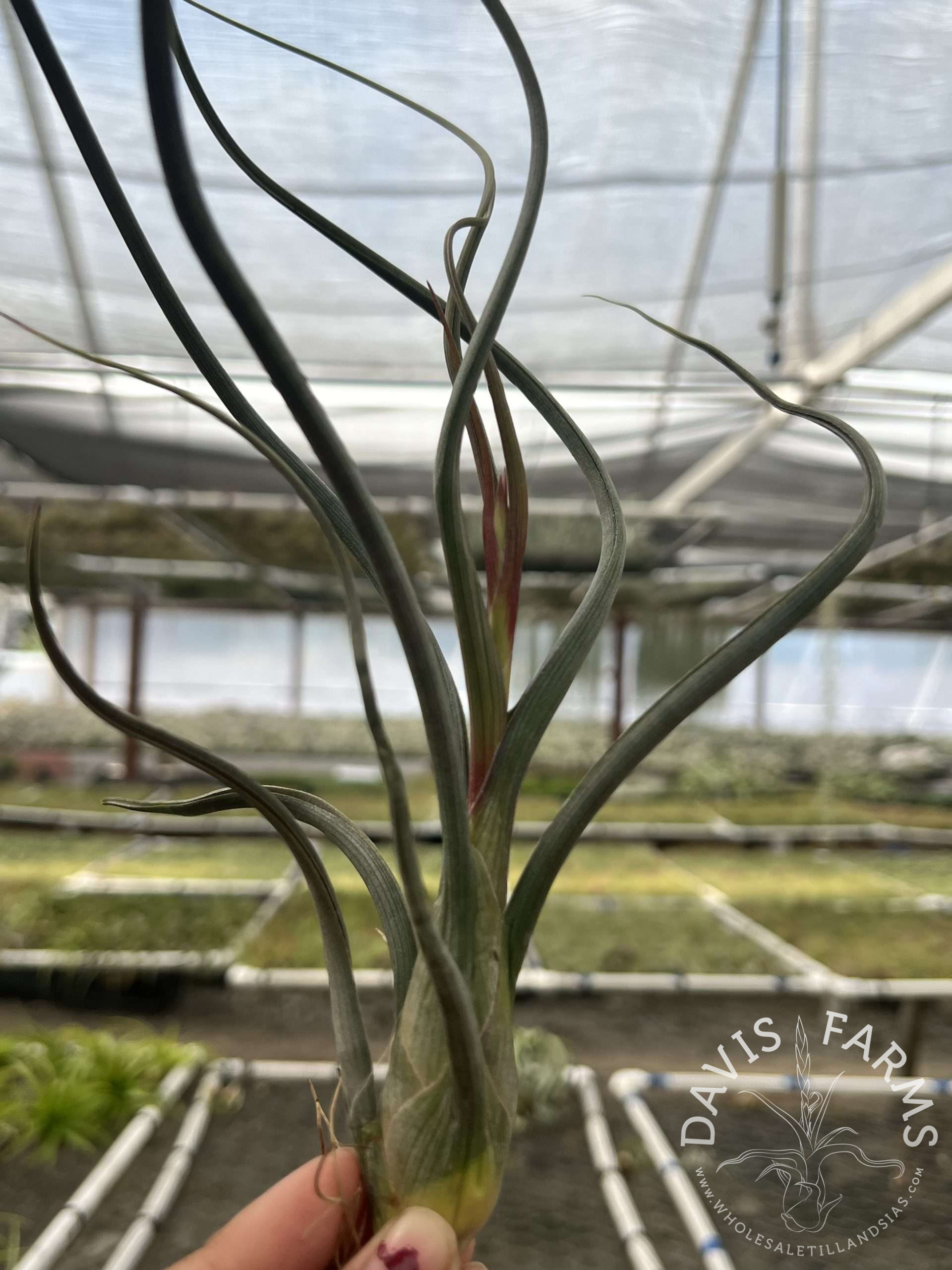 Tillandsia pseudobaileyi IN BLOOM