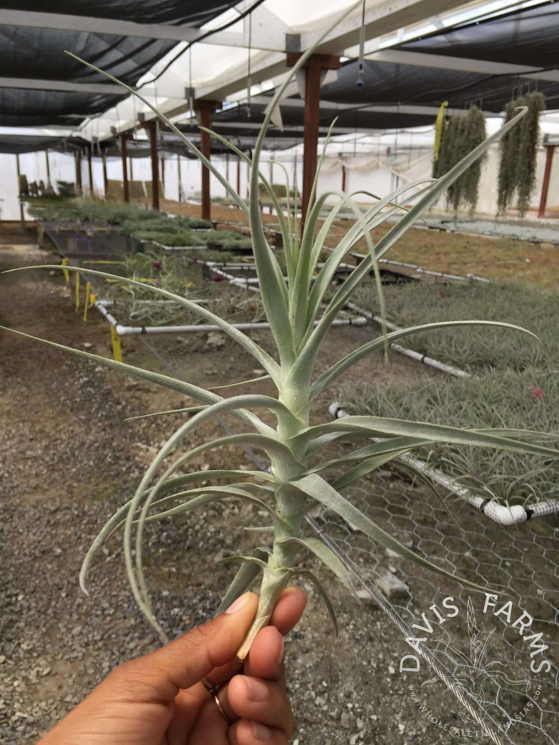 Tillandsia purpurea #10