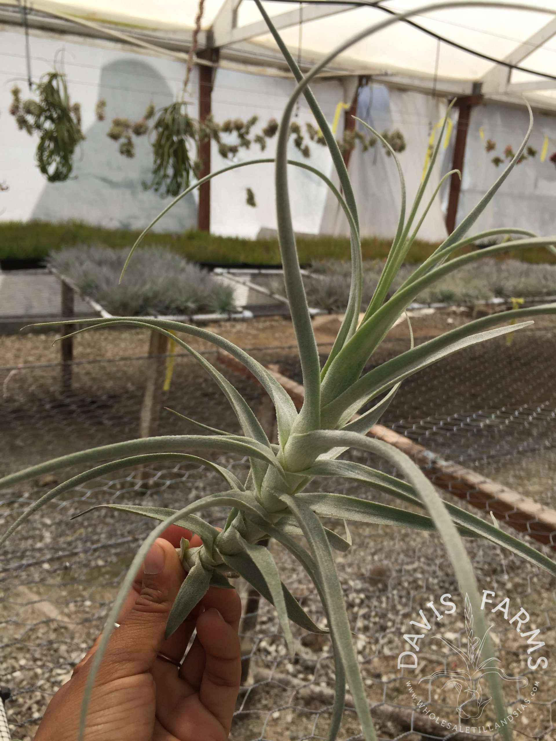 Tillandsia purpurea #10