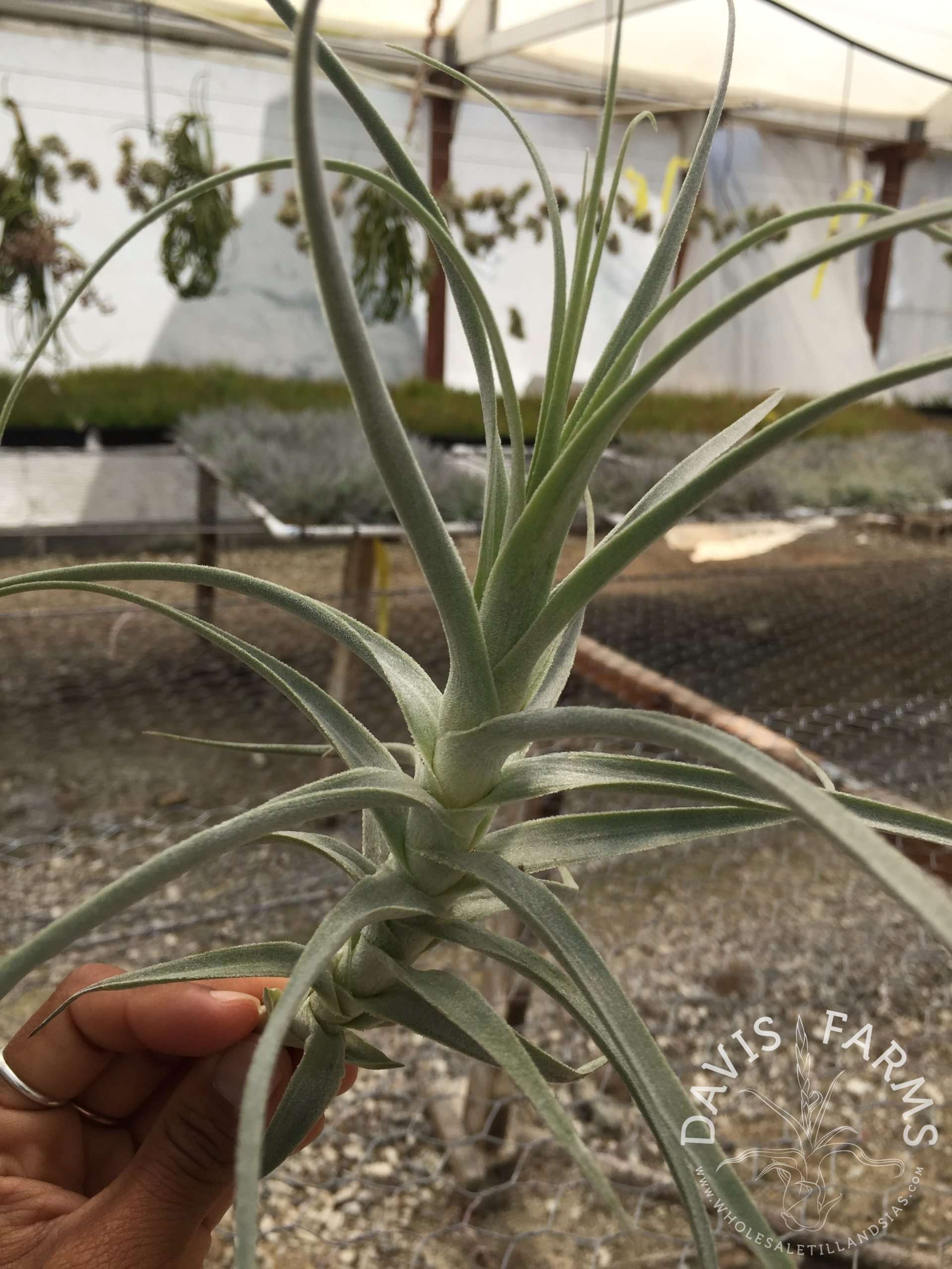 Tillandsia purpurea #10