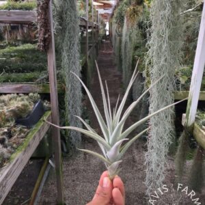 Tillandsia purpurea #3