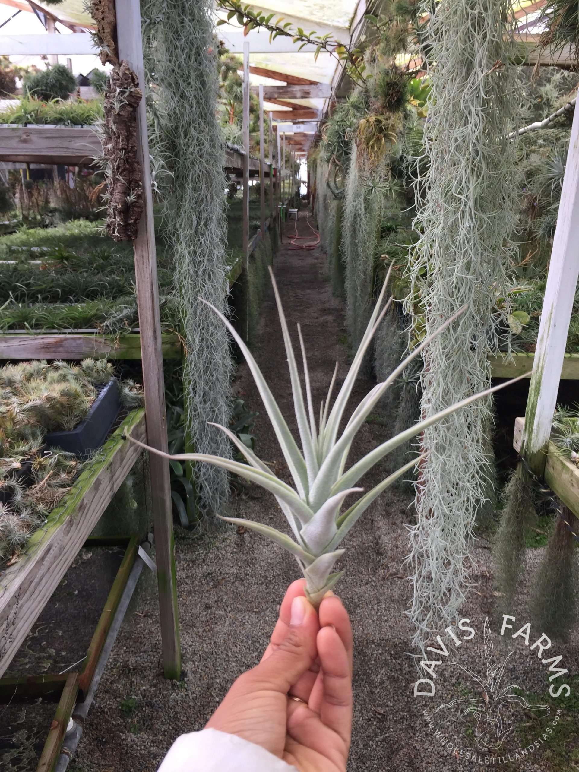 Tillandsia purpurea #11