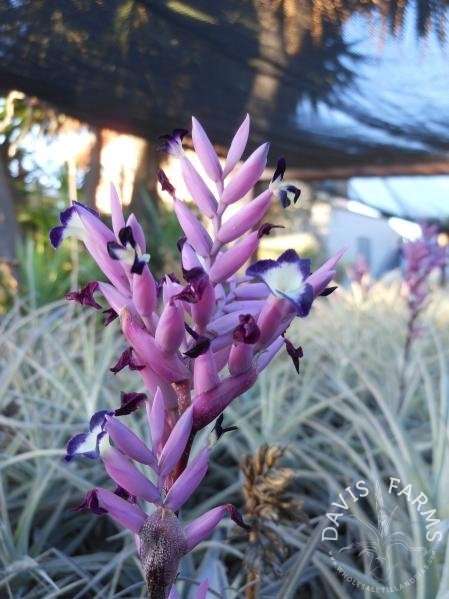 Tillandsia purpurea large form