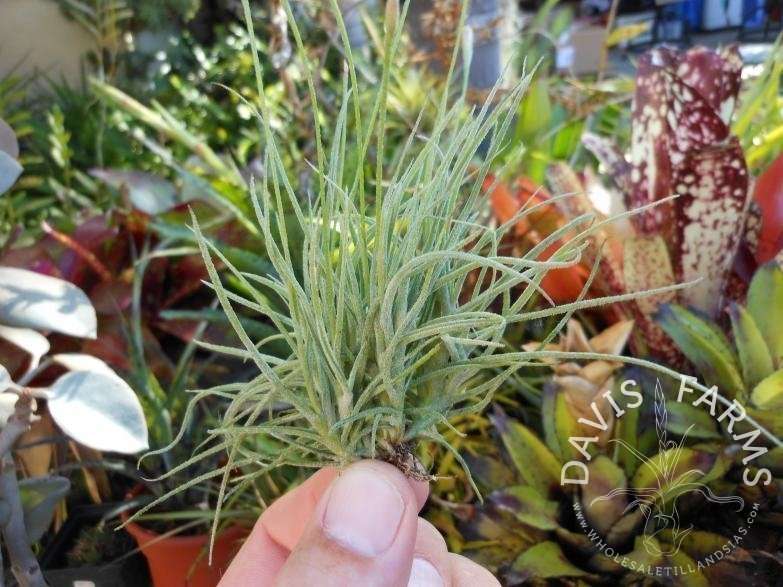 Tillandsia recurvata clump